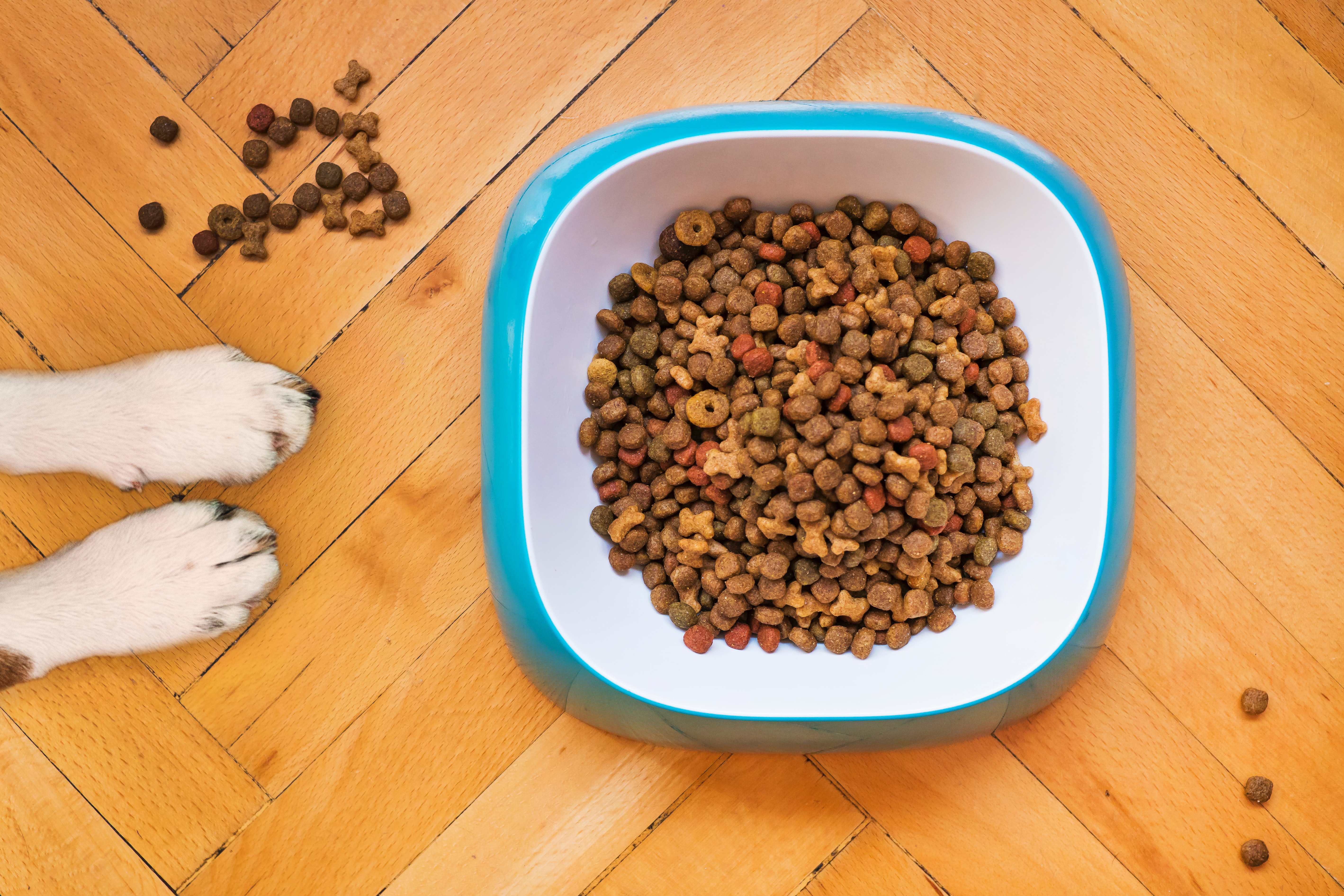 Alimento para perro