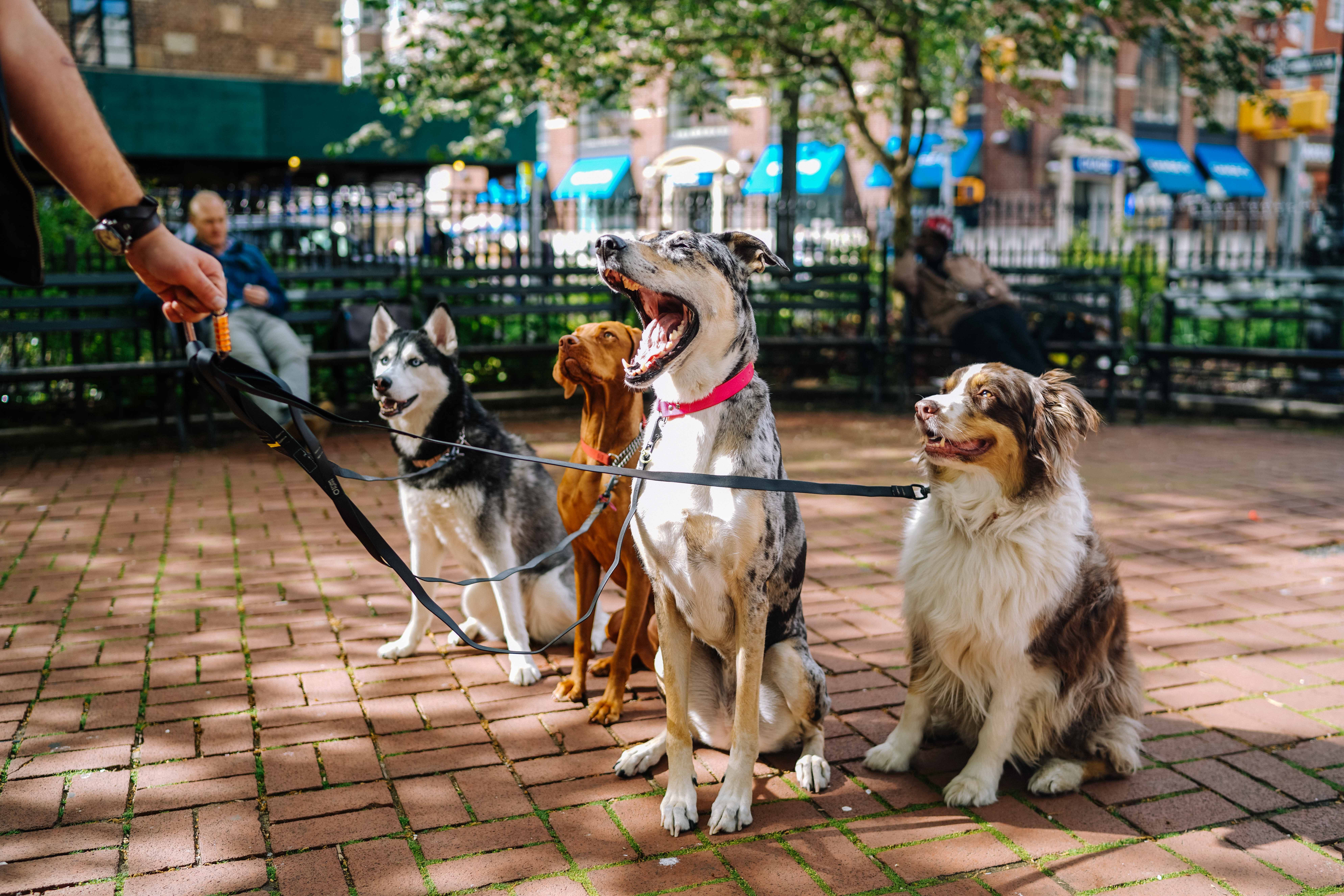Perros paseando