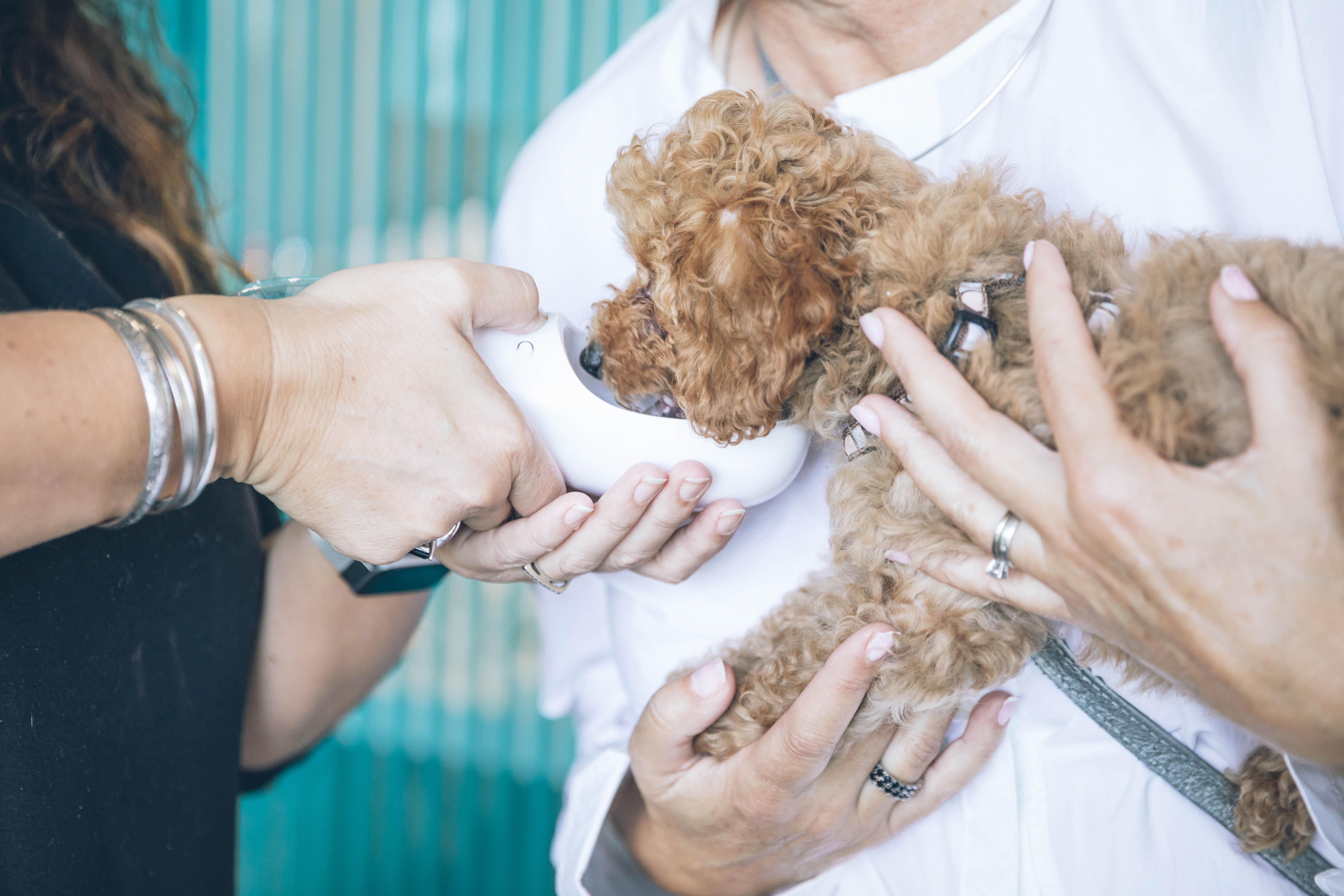 Vacunas para perros