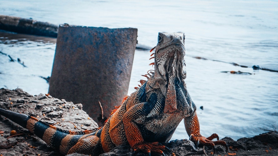 Iguana naranaja