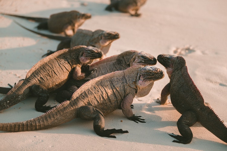 Muchas iguanas